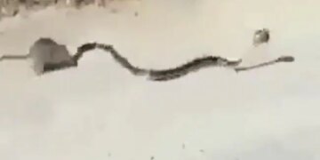 The Black Snake Was Running After Pressing The Rats Child In The Mouth, The Mother Rescued Her Child After Fighting The Snake