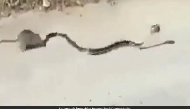 The Black Snake Was Running After Pressing The Rats Child In The Mouth, The Mother Rescued Her Child After Fighting The Snake