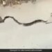 The Black Snake Was Running After Pressing The Rats Child In The Mouth, The Mother Rescued Her Child After Fighting The Snake