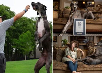Watch: Worlds Tallest Dog Zeus | Guinness World Record Holder Dog Video Viral On Social Media