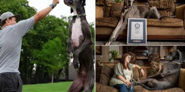 Watch: Worlds Tallest Dog Zeus | Guinness World Record Holder Dog Video Viral On Social Media