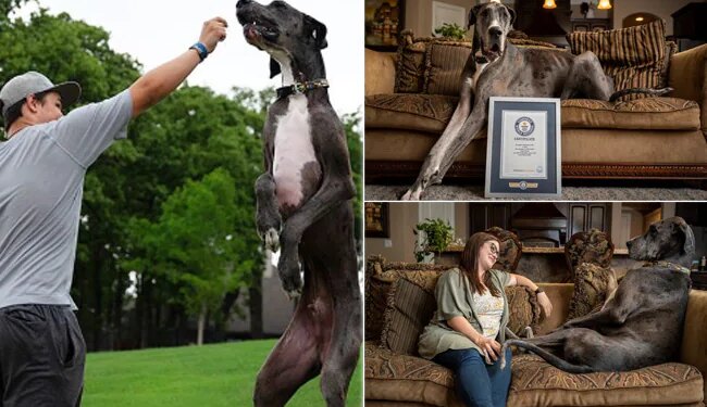 Watch: Worlds Tallest Dog Zeus | Guinness World Record Holder Dog Video Viral On Social Media