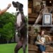 Watch: Worlds Tallest Dog Zeus | Guinness World Record Holder Dog Video Viral On Social Media