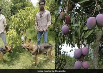 2 Lakh 70 Thousand Rupees A Kg Is Sold, This Is The Worlds Most Expensive Mango, Guarding By 3 Guards And 6 Dogs