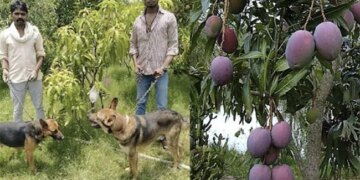 2 Lakh 70 Thousand Rupees A Kg Is Sold, This Is The Worlds Most Expensive Mango, Guarding By 3 Guards And 6 Dogs