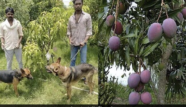 2 Lakh 70 Thousand Rupees A Kg Is Sold, This Is The Worlds Most Expensive Mango, Guarding By 3 Guards And 6 Dogs