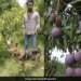 2 Lakh 70 Thousand Rupees A Kg Is Sold, This Is The Worlds Most Expensive Mango, Guarding By 3 Guards And 6 Dogs