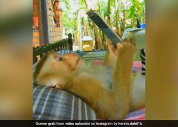 Monkey Using Mobile Phone While Lying On Bed Watches YouTube See Viral Video