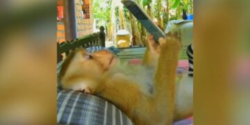 Monkey Using Mobile Phone While Lying On Bed Watches YouTube See Viral Video