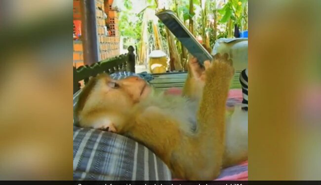 Monkey Using Mobile Phone While Lying On Bed Watches YouTube See Viral Video