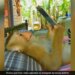 Monkey Using Mobile Phone While Lying On Bed Watches YouTube See Viral Video