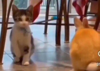 Cat Doing Copy Of Her Friend Rabbit, People Says This Is The True Friendship, Watch Viral Animal Video – दोस्त के साथ रहकर खरगोश की तरह चलने लगी बिल्ली मौसी, लोगों ने कहा