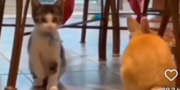 Cat Doing Copy Of Her Friend Rabbit, People Says This Is The True Friendship, Watch Viral Animal Video – दोस्त के साथ रहकर खरगोश की तरह चलने लगी बिल्ली मौसी, लोगों ने कहा