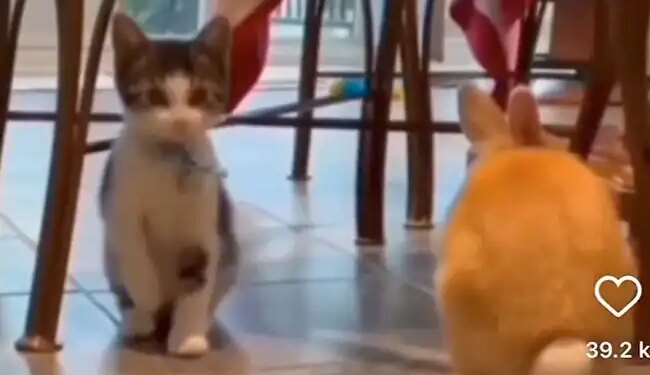 Cat Doing Copy Of Her Friend Rabbit, People Says This Is The True Friendship, Watch Viral Animal Video – दोस्त के साथ रहकर खरगोश की तरह चलने लगी बिल्ली मौसी, लोगों ने कहा