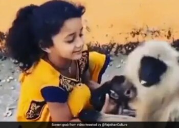 Little Girl Snatching Baby Monkey From Its Mother Lap Old Viral Video Leaves Twitter Upset – बंदर के बच्चे को बार-बार मां की गोद से छीन रही थी छोटी बच्ची, परेशान बंदर को देख भड़के यूजर्स, बोले