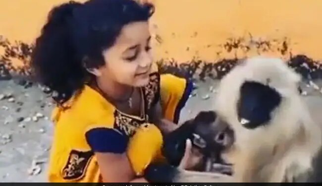 Little Girl Snatching Baby Monkey From Its Mother Lap Old Viral Video Leaves Twitter Upset – बंदर के बच्चे को बार-बार मां की गोद से छीन रही थी छोटी बच्ची, परेशान बंदर को देख भड़के यूजर्स, बोले
