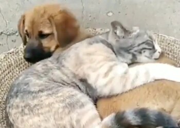 कुत्ते और बिल्ली की दोस्ती देख आप भी हैरान हो जाएंगे, दोनों एक साथ सोते हैं, देखें वायरल वीडियो