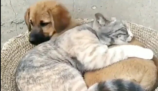 कुत्ते और बिल्ली की दोस्ती देख आप भी हैरान हो जाएंगे, दोनों एक साथ सोते हैं, देखें वायरल वीडियो
