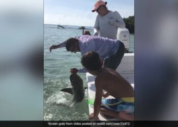 Shark Attack On Man Chewing His Palm Putting It In The Jaw And Then This Happened Watch Viral Video