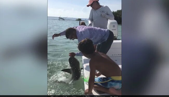 Shark Attack On Man Chewing His Palm Putting It In The Jaw And Then This Happened Watch Viral Video
