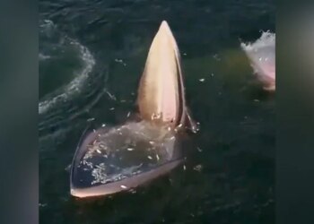 Whale Fish Set A Trap To Hunt Small Fish, You Will Also Be Stunned To See VIDEO
