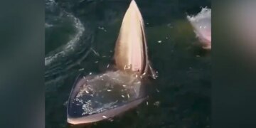 Whale Fish Set A Trap To Hunt Small Fish, You Will Also Be Stunned To See VIDEO