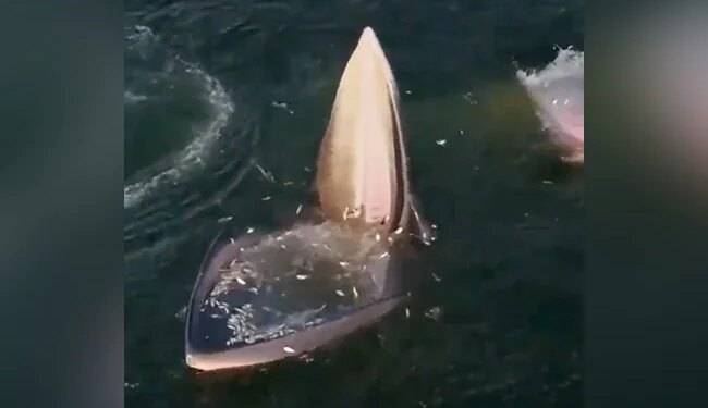 Whale Fish Set A Trap To Hunt Small Fish, You Will Also Be Stunned To See VIDEO