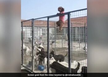Dog Became An Example For The People You Will Not Believe What He Did To Cross The Iron Net Watch Video