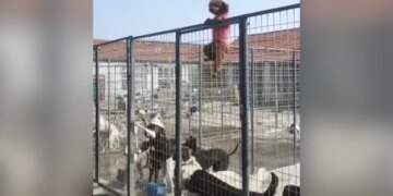 Dog Became An Example For The People You Will Not Believe What He Did To Cross The Iron Net Watch Video