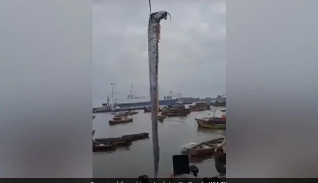 Monster Fish Caught In Chile It Has A Connection With Earthquakes Watch Viral Video