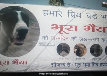 भूरा भैया के जन्मदिन पर IPS अधिकारी ने दी बधाई, आवारा सांड, मरियल भैया और समस्त मित्रों ने की पार्टी
