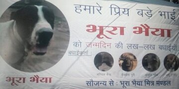 भूरा भैया के जन्मदिन पर IPS अधिकारी ने दी बधाई, आवारा सांड, मरियल भैया और समस्त मित्रों ने की पार्टी