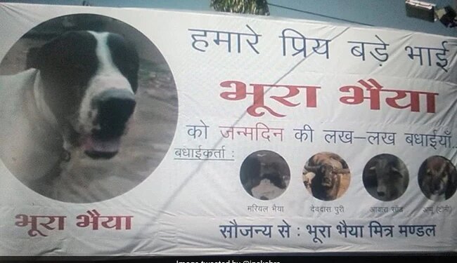 भूरा भैया के जन्मदिन पर IPS अधिकारी ने दी बधाई, आवारा सांड, मरियल भैया और समस्त मित्रों ने की पार्टी