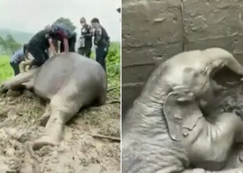 Watch: Forest Workers Saved Elephant Life By Giving Cpr Video Viral On Social Media