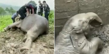Watch: Forest Workers Saved Elephant Life By Giving Cpr Video Viral On Social Media