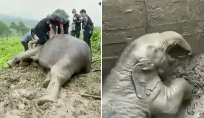 Watch: Forest Workers Saved Elephant Life By Giving Cpr Video Viral On Social Media