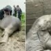 Watch: Forest Workers Saved Elephant Life By Giving Cpr Video Viral On Social Media