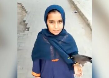 Everyone Is Surprised To See The Friendship Of Little Hiba And The Bird, VIDEO Going Viral