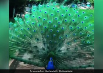 Peacock Did Amazing Dance By Unfurls Feathers In Viral Video Internet Mesmerized Says Cant Stop Watching