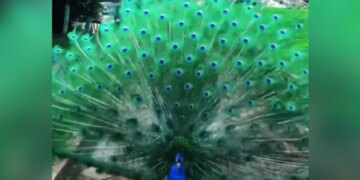 Peacock Did Amazing Dance By Unfurls Feathers In Viral Video Internet Mesmerized Says Cant Stop Watching