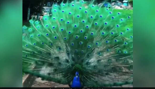 Peacock Did Amazing Dance By Unfurls Feathers In Viral Video Internet Mesmerized Says Cant Stop Watching