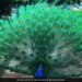 Peacock Did Amazing Dance By Unfurls Feathers In Viral Video Internet Mesmerized Says Cant Stop Watching