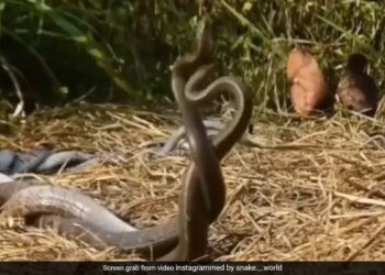 Naag Nagin Romantic Video Viral Snake Romance Video Sawan 2022 Saanp Ka Video Naag Nagin Love Viral Video Naag Nagin Shocking Video