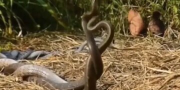 Naag Nagin Romantic Video Viral Snake Romance Video Sawan 2022 Saanp Ka Video Naag Nagin Love Viral Video Naag Nagin Shocking Video