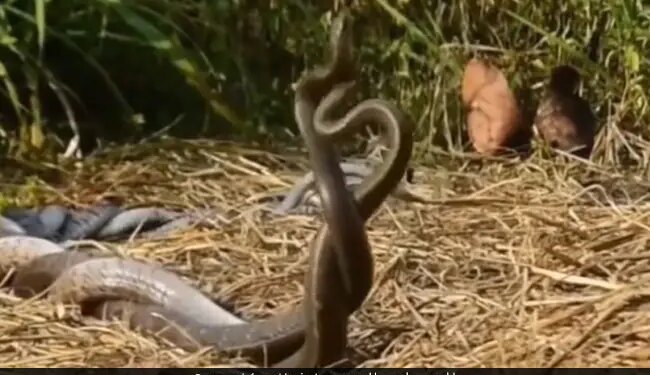 Naag Nagin Romantic Video Viral Snake Romance Video Sawan 2022 Saanp Ka Video Naag Nagin Love Viral Video Naag Nagin Shocking Video