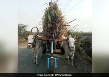 To Help The Bull, The Man Put A Wheel Ahead, The IAS Officer Said – Good Idea – बैल की मदद के लिए शख्स ने आगे एक चक्का लगा दिया, IAS अधिकारी ने कहा