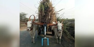 To Help The Bull, The Man Put A Wheel Ahead, The IAS Officer Said – Good Idea – बैल की मदद के लिए शख्स ने आगे एक चक्का लगा दिया, IAS अधिकारी ने कहा
