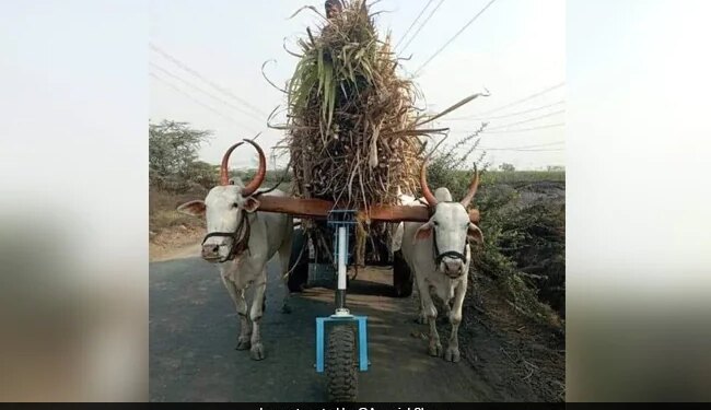 To Help The Bull, The Man Put A Wheel Ahead, The IAS Officer Said – Good Idea – बैल की मदद के लिए शख्स ने आगे एक चक्का लगा दिया, IAS अधिकारी ने कहा
