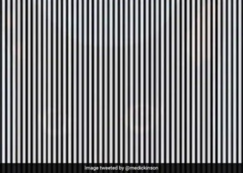 Animal Hidden In This Optical Illusion You May Have To Shake Your Head You Will Get The Correct Answer