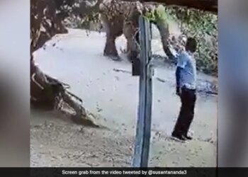 Elephant Throws Dirt On Man Reason Will Make You Laugh Out Loud See Viral Video
